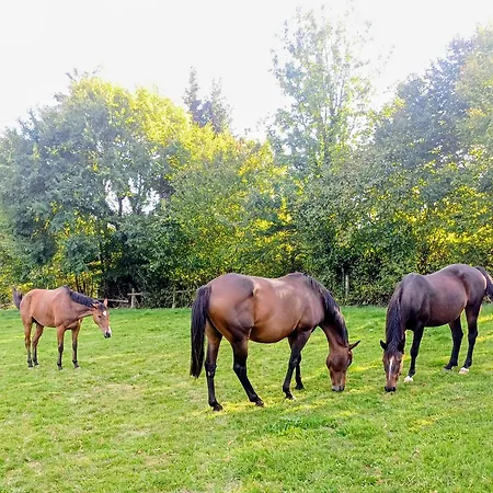 Maison De Dans Grand Jardin Arbore A Proche Le Mans Sarthe, Pays-de-la-loire La Chapelle-Saint-Fray