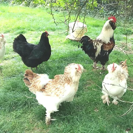Maison De Dans Grand Jardin Arbore A Proche Le Mans Sarthe, Pays-de-la-loire La Chapelle-Saint-Fray