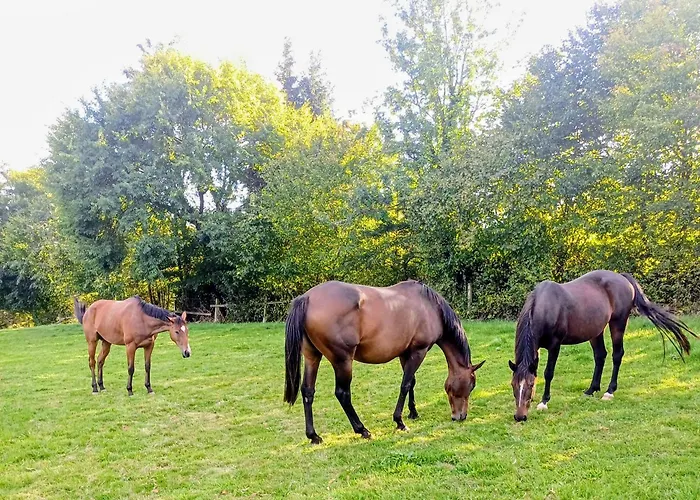 Maison De Dans Grand Jardin Arbore A Proche Le Mans Sarthe, Pays-de-la-loire La Chapelle-Saint-Fray
