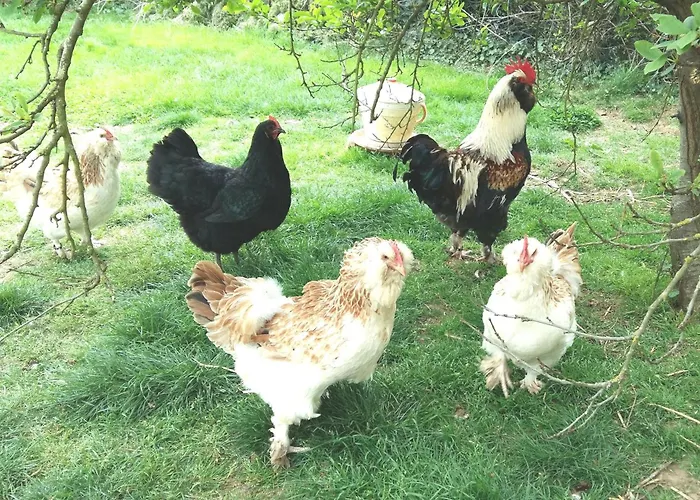 Maison De Dans Grand Jardin Arbore A Proche Le Mans Sarthe, Pays-de-la-loire La Chapelle-Saint-Fray